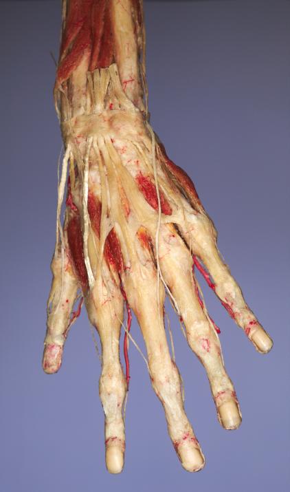 P8-Hand-4-IMG_7895