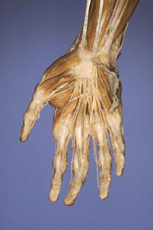 P9-Hand-1-IMG_7911