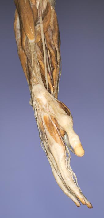 P9-Hand-2-IMG_7925