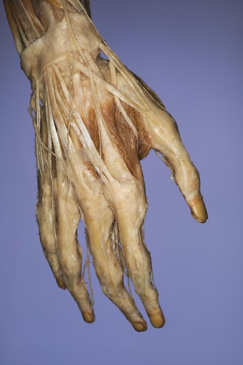 P9-Hand-3-IMG_7933