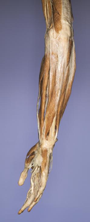 P9-Unterarm-&-Hand-5-IMG_7951