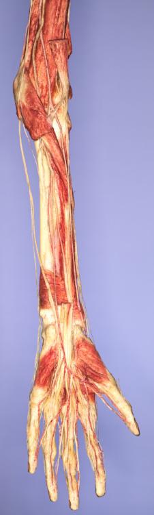 P10-Unterarm-&-Hand-2-IMG_8424