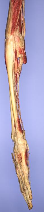P10-Unterarm-&-Hand-3-IMG_8428