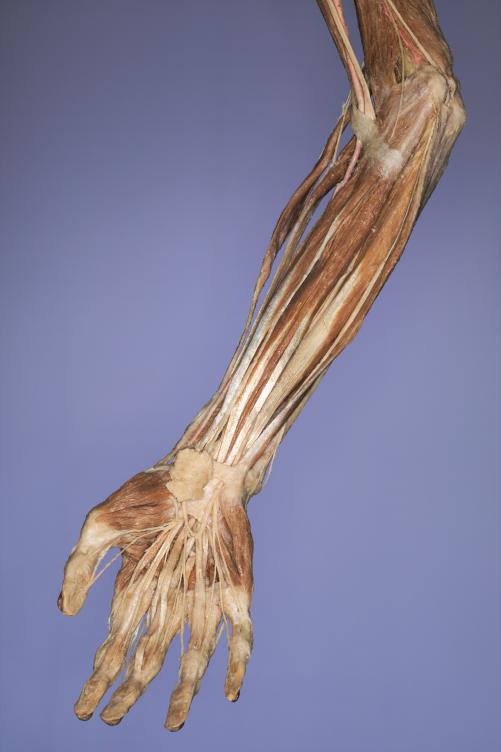 P11-Unterarm-&-Hand-1-IMG_7981